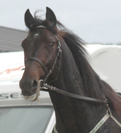 Orecchietti 131009-3